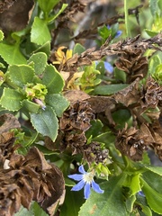 Scaevola nitida