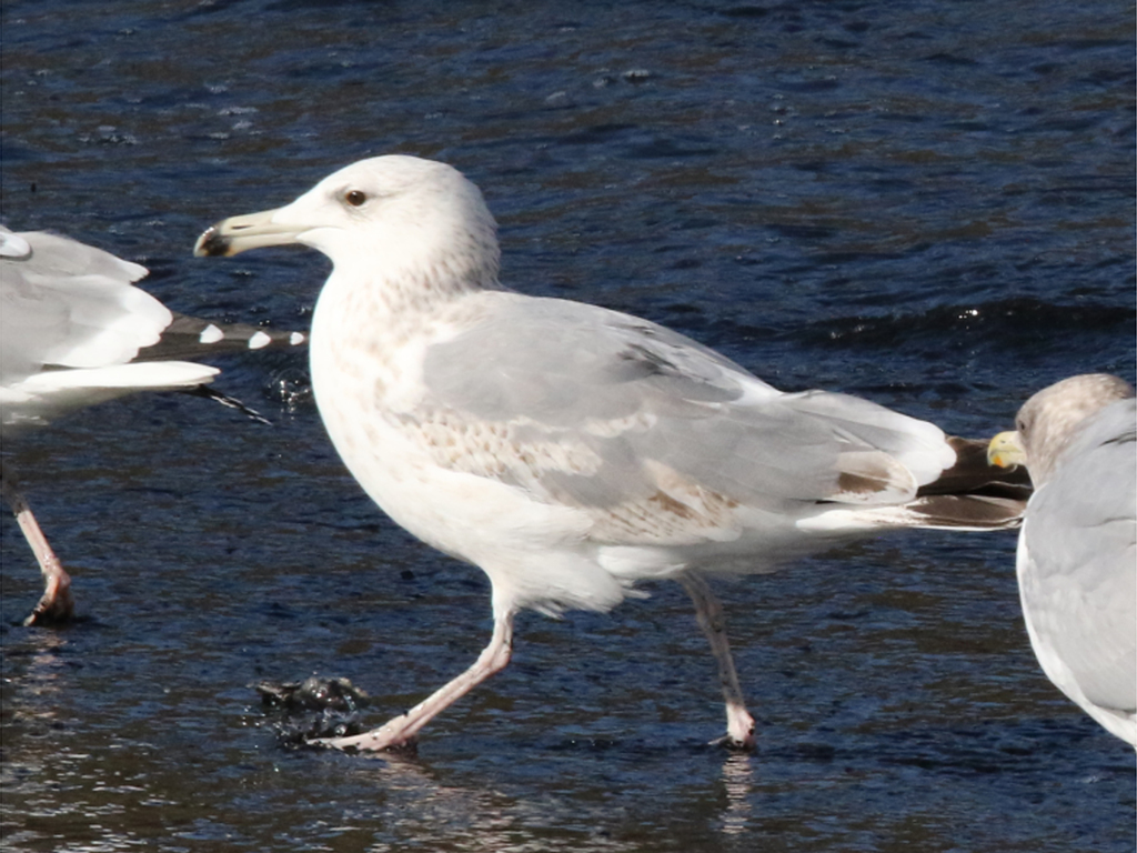 Vega Gull from Kawaguchicho, Choshi, Chiba 288-0001, Japan on March 05 ...