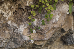 Campanula cashmeriana