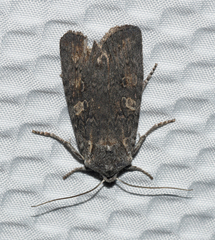 Lithophane laticinerea
