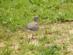 Streptopelia senegalensis