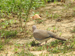 Streptopelia senegalensis