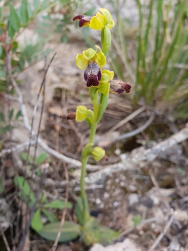Ophrys fusca subsp. fusca image