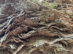 Allocasuarina decussata