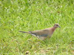 Streptopelia senegalensis