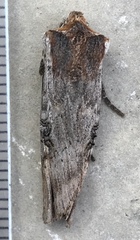 Xylena thoracica