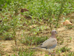 Streptopelia senegalensis