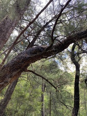 Allocasuarina decussata