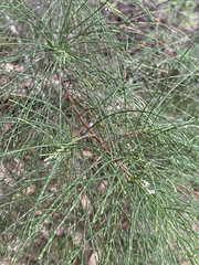 Allocasuarina decussata