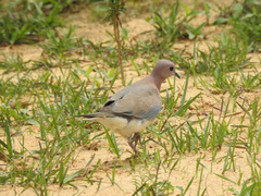 Streptopelia senegalensis