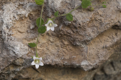 Campanula cashmeriana