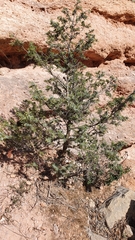 Juniperus oxycedrus image