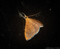 Hyalobathra crenulata