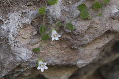 Campanula cashmeriana
