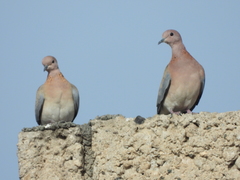 Streptopelia senegalensis