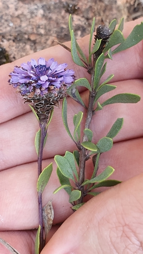 Globularia image