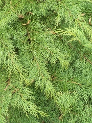 Microbiota decussata