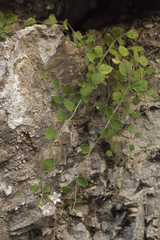 Campanula cashmeriana