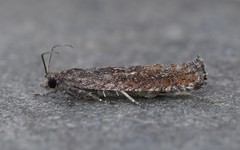 Pseudexentera mali