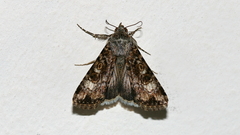 Heliothis punctifera