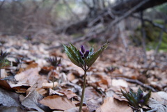Cardamine glanduligera