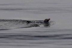 Eudyptes pachyrhynchus