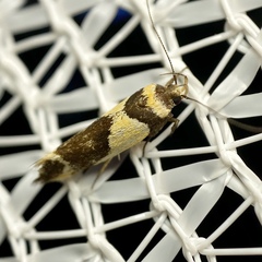 Macrobathra chrysotoxa