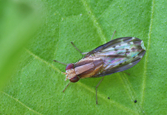 Homoneura terminalis