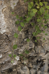 Campanula cashmeriana