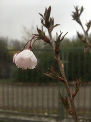 Prunus nipponica