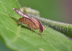 Homoneura terminalis
