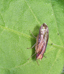 Homoneura terminalis