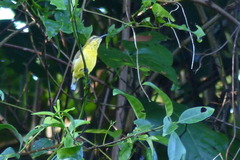 Cinnyris jugularis clementiae