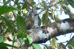 Philemon subcorniculatus