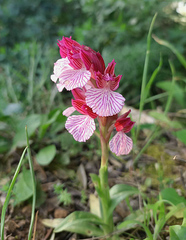 Anacamptis papilionacea grandiflora