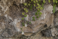 Campanula cashmeriana