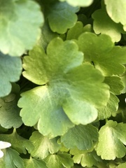 Kumlienia hystricula