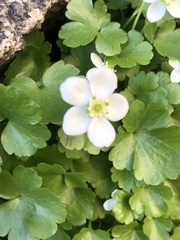 Kumlienia hystricula