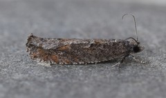 Pseudexentera mali
