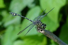 Ictinogomphus lieftincki