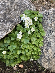 Kumlienia hystricula