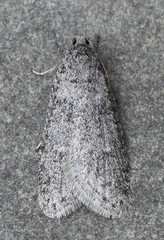 Semioscopis inornata