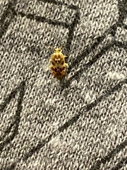 Tropidosteptes quercicola