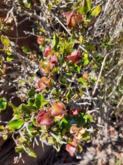 Diospyros scabrida cordata