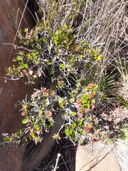 Diospyros scabrida cordata