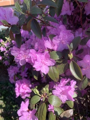 Rhododendron