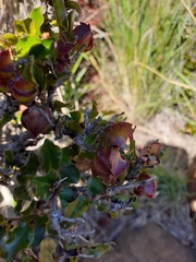 Diospyros scabrida cordata