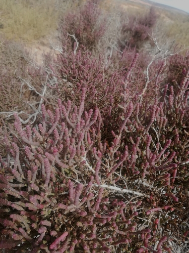 Image of Salicornia pillansii by (c) Noeleen du Toit, some rights reserved (CC BY-SA)