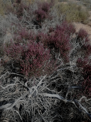 Image of Salicornia pillansii by (c) Noeleen du Toit, some rights reserved (CC BY-SA)