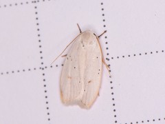Durrantia piperatella